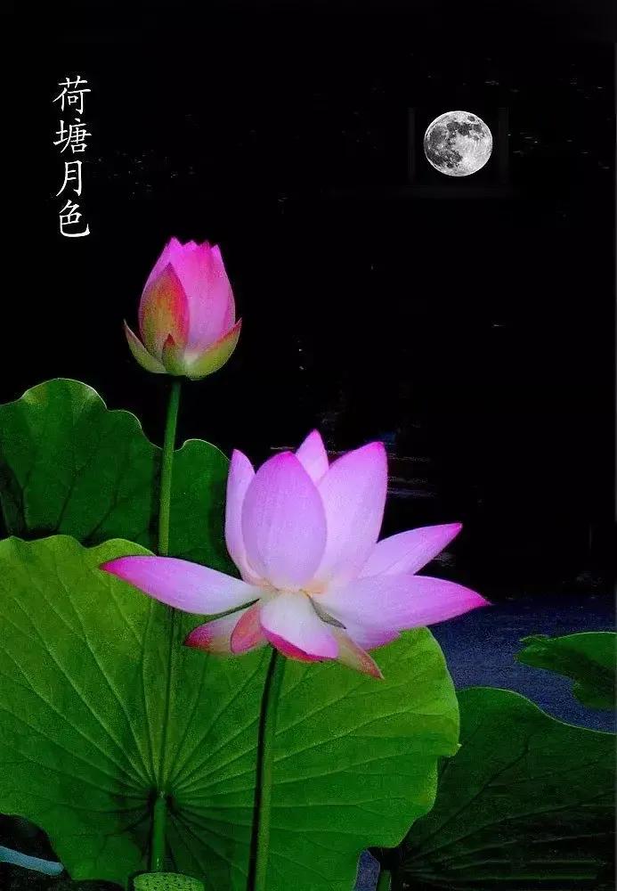 爱莲说朗诵视频,爱莲说是几年级课本里的