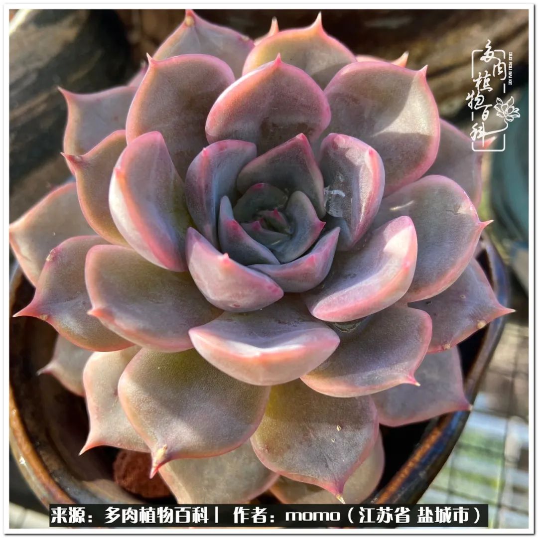 露养一个月的多肉图片,露养多肉春天外面过夜么