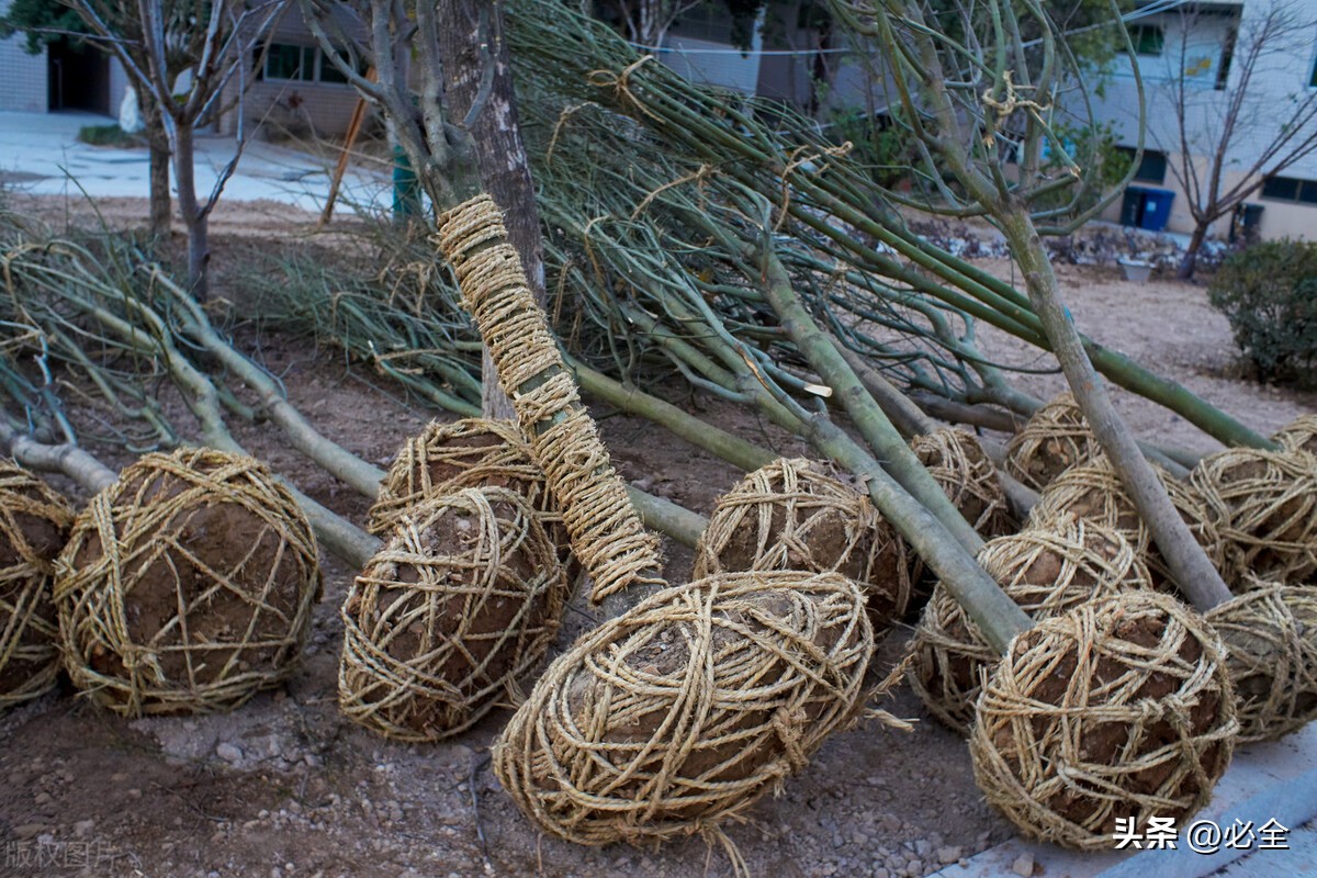 苗木抗旱最佳方法,苗木栽植灌溉方法