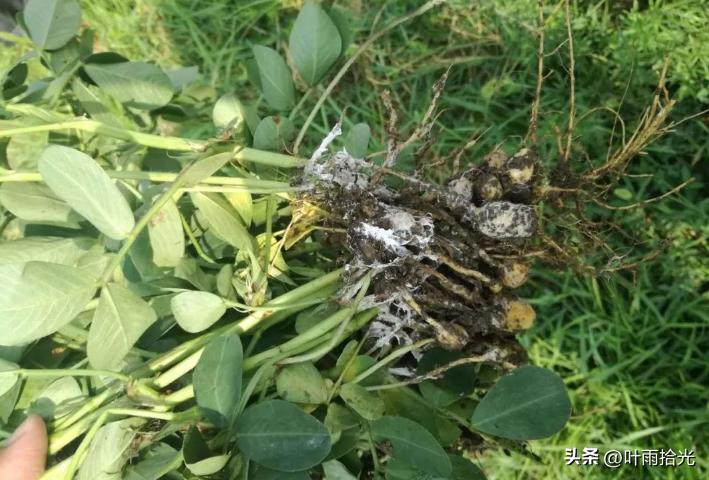 噻呋酰胺主要治作物啥病,噻呋酰胺能治哪些病害