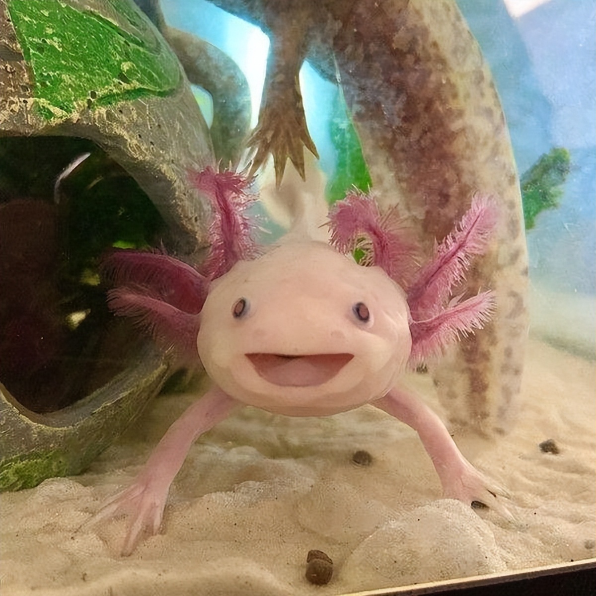 肢体再生能力的动物有哪些,肢体断了可以再生的动物