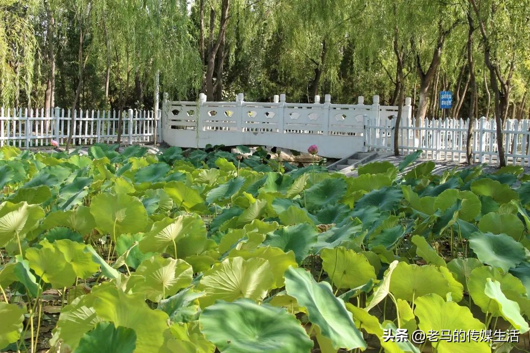 靖远四中校园图片,靖远四中校园风景