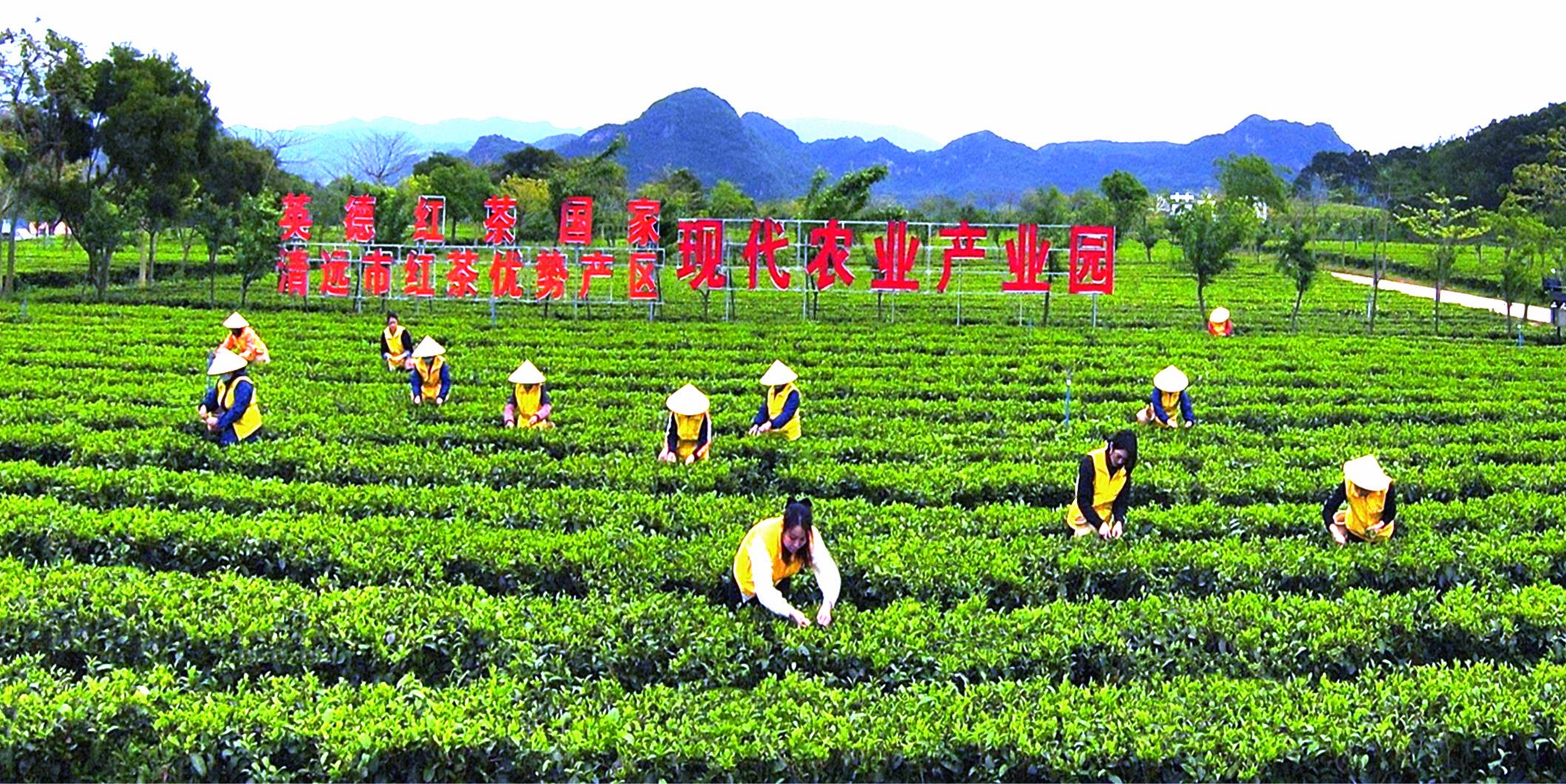 英德红茶英红九号浓香型红茶,广东英德红茶排名前十茶厂品牌