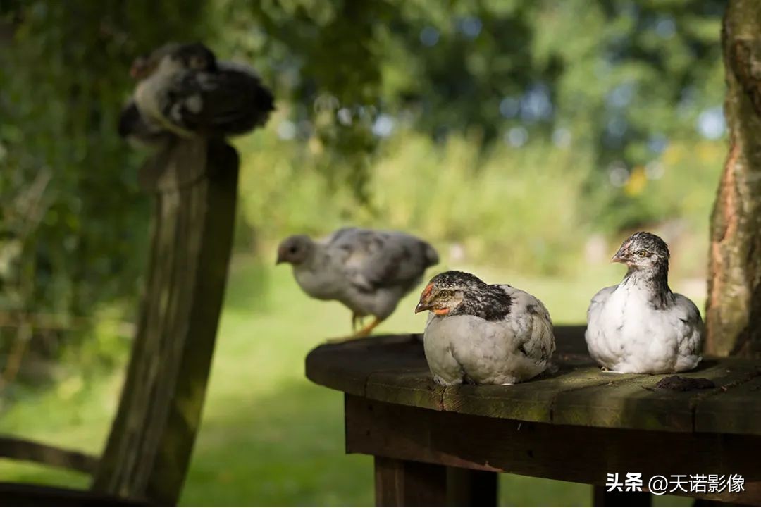 徕卡相机德味最浓的一款,徕卡德味相机有哪些