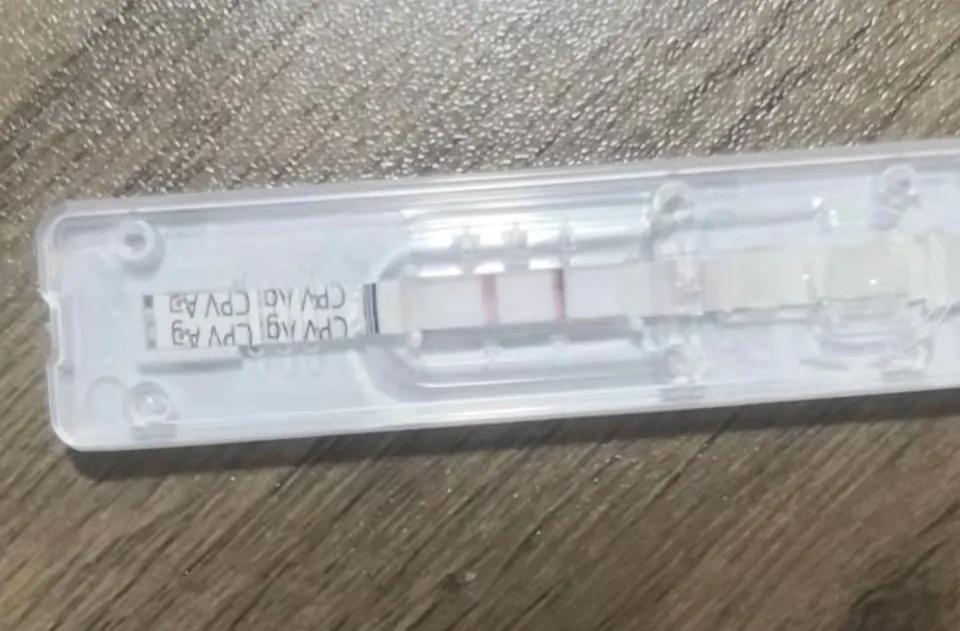 揭秘黑心宠物店卖的猫狗都不长命,曝光卖狗无良商家