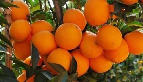 怎样挑选橙子甜水分又多,怎么挑选好吃的橙子