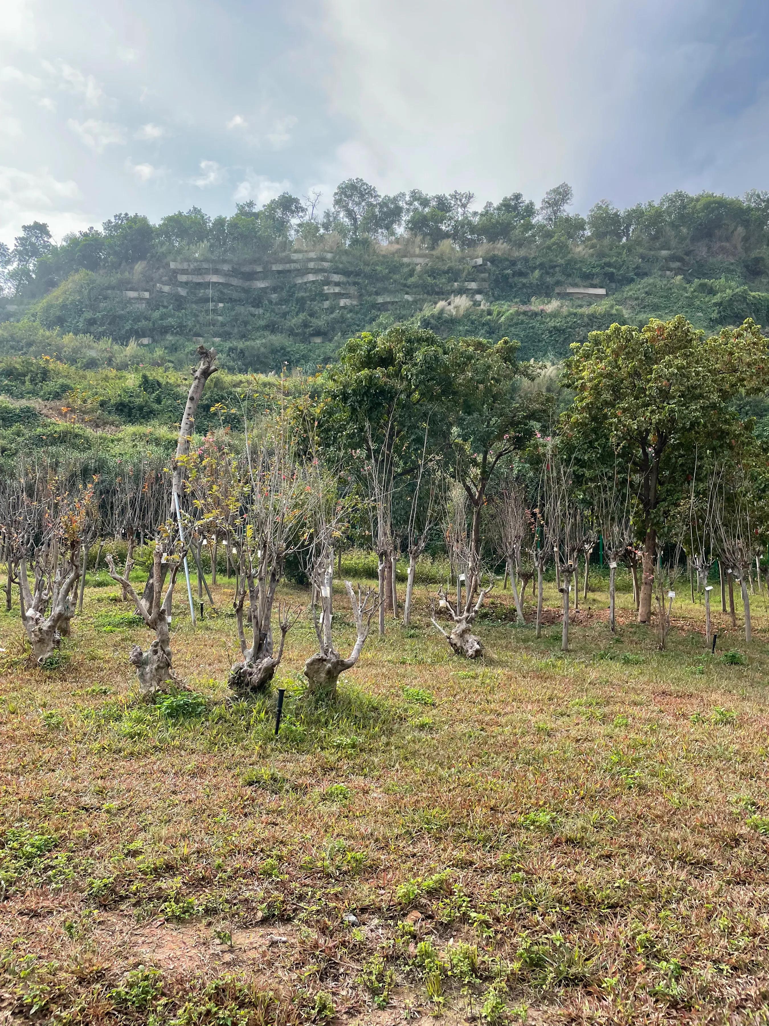 深圳狮子山公园是免费的吗,深圳狮子山公园排名
