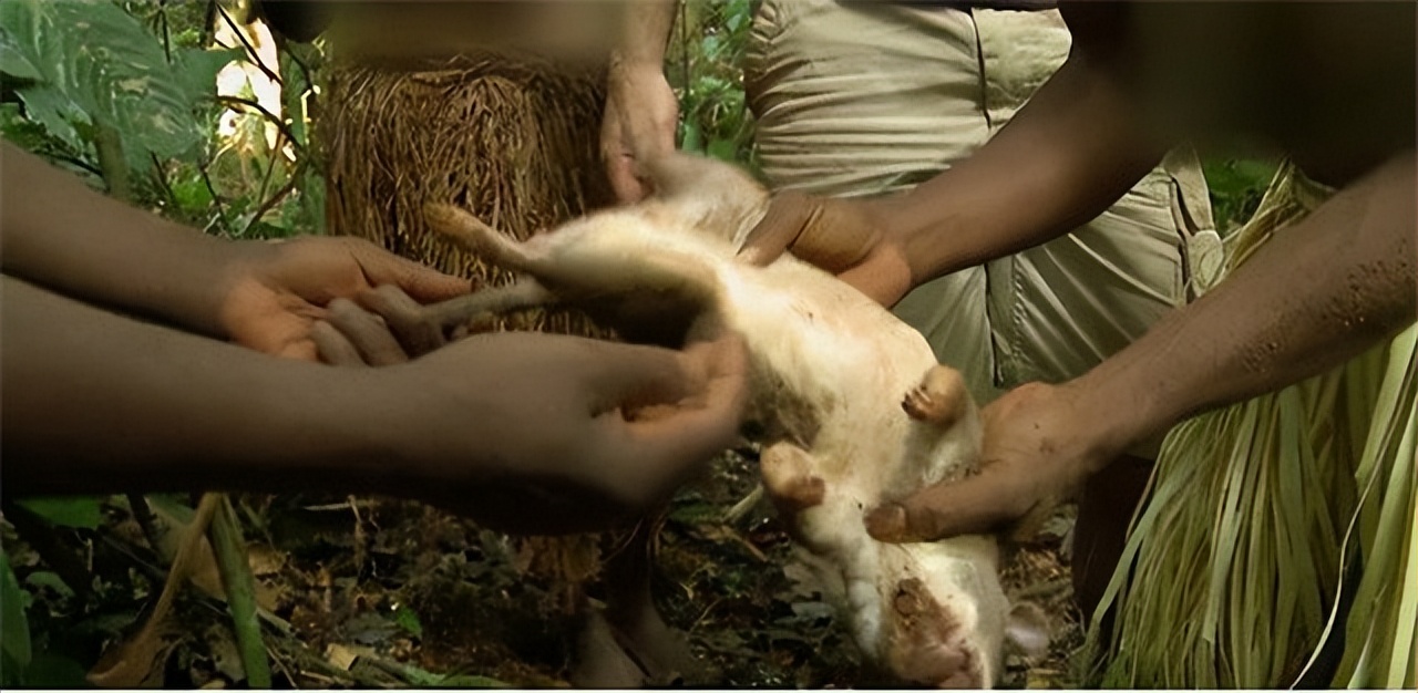 非洲巴卡部落：男人捕杀六米巨蟒，女人挖洞抓非洲巨鼠