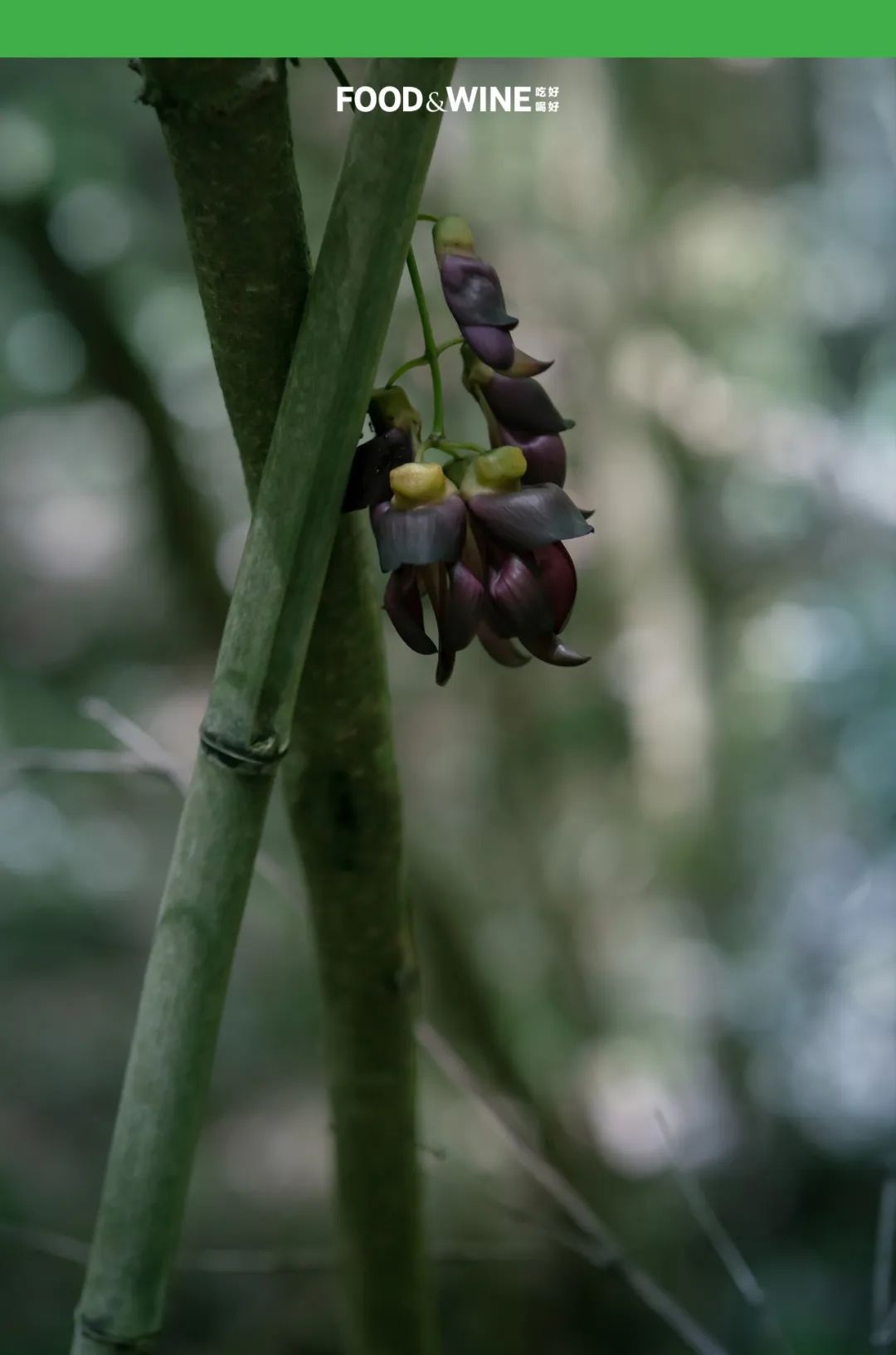 鏅痉闀囧搴欏悆鏂嬮キ,涓囧绂呭鏂嬮キ