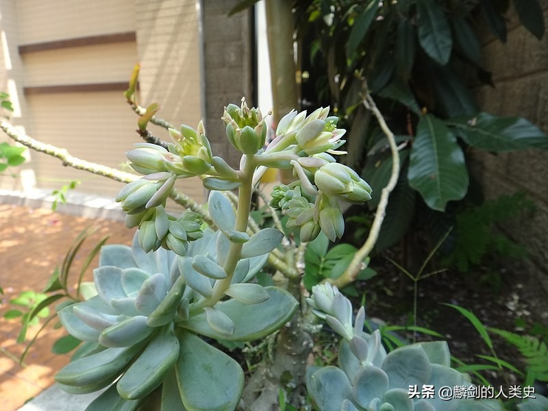 植物界合集,植物界被子植物
