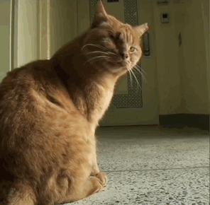 4个月的小奶猫爬上11楼求收养,破大防被拒绝