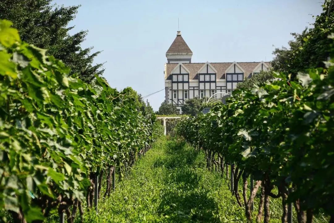 酿酒葡萄蛇龙珠,酿酒葡萄蛇龙珠和赤霞珠的区别