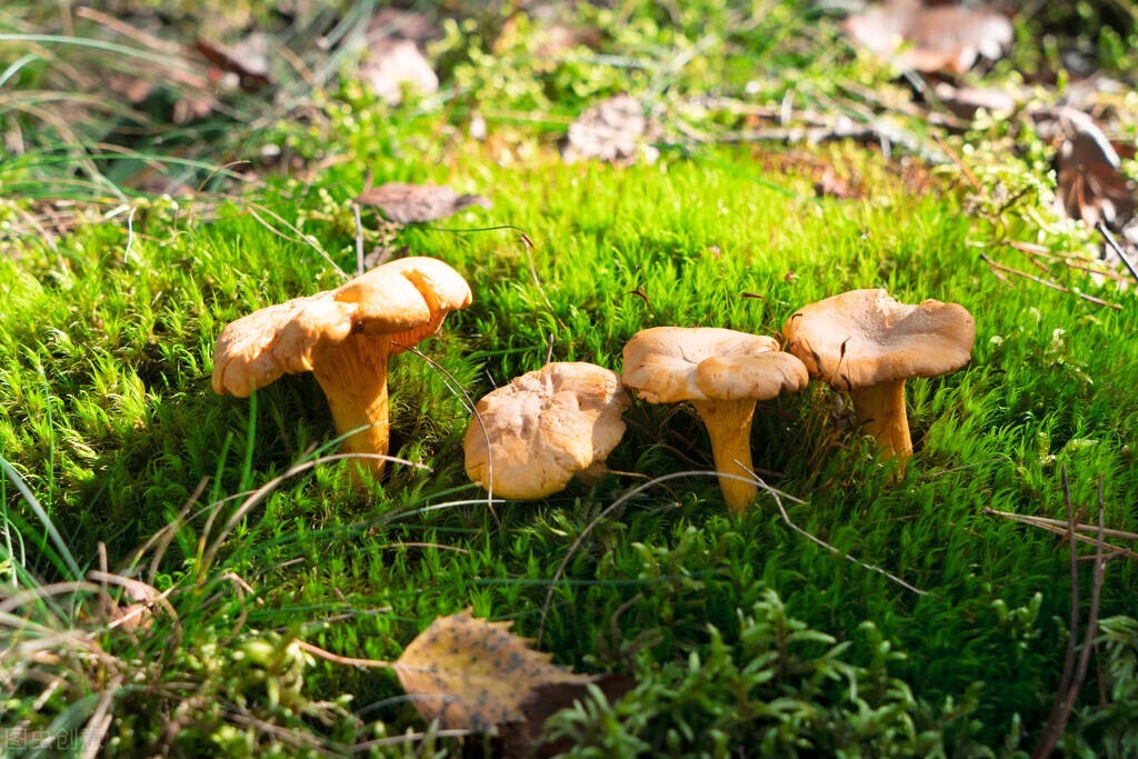 云南鸡油菌品种,云南野生鸡油菌产地直发