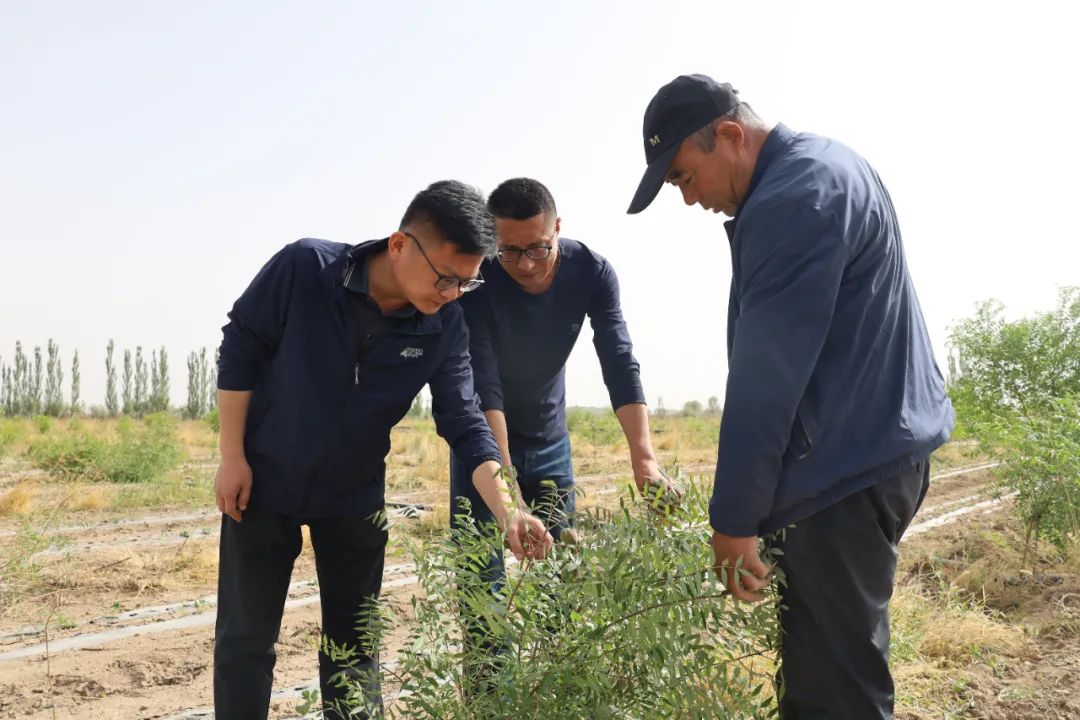 高台县文冠果,文冠果产业项目