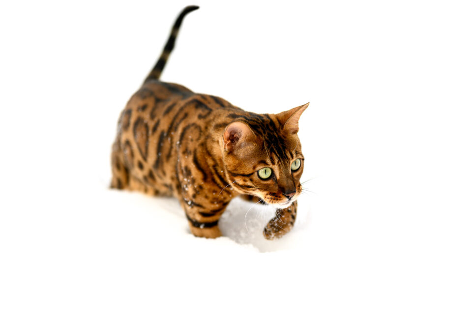 尼康z系列图片大全,尼康z镜头2023