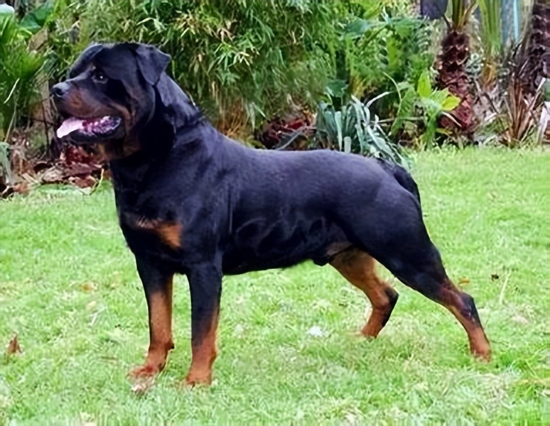 罗威纳百科全书,罗威纳犬训练教程