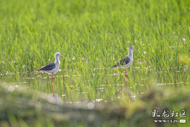 云南昆明生态旅游,昆明官渡区生态文化新城