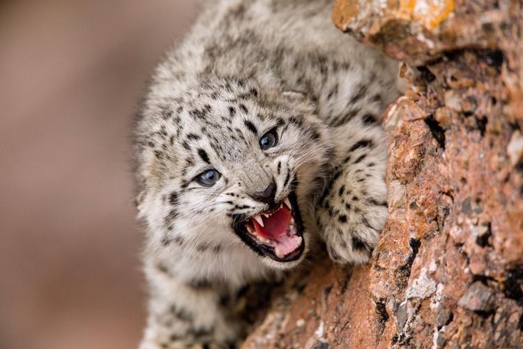 08年新疆牧民捡两只猫崽,中国男子捡到一只奶猫