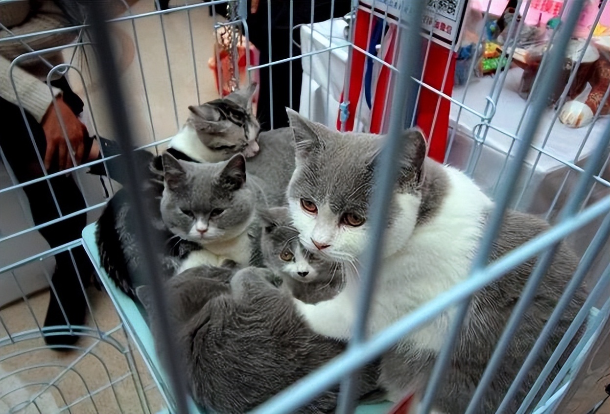 千万不要养这三种宠物猫,宠物店上常见的猫有哪些