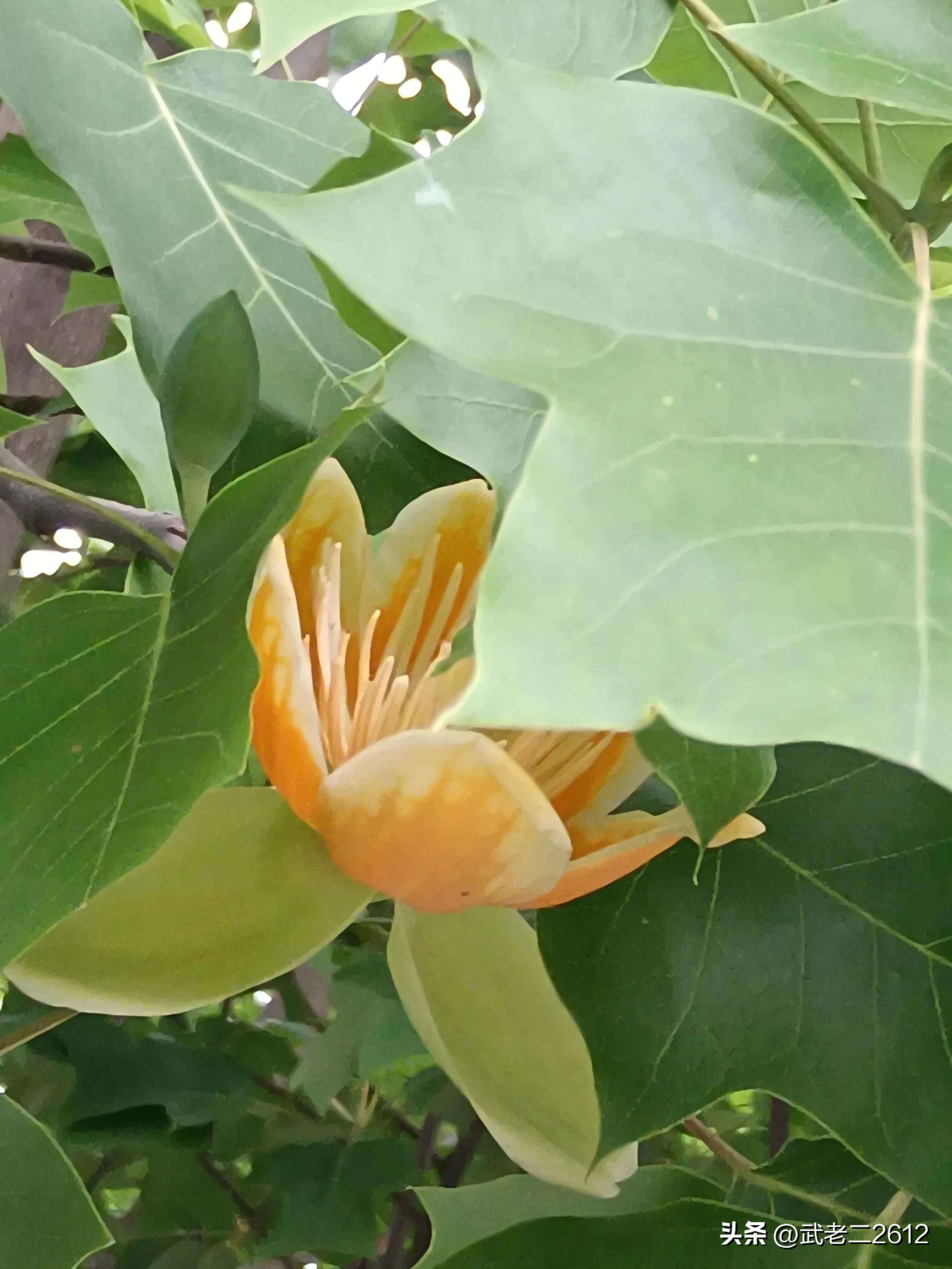 一个为我折树上莲花灯的人