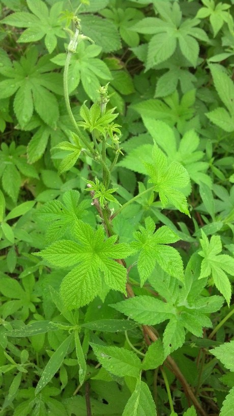 春天花园施什么肥,春天花园除虫