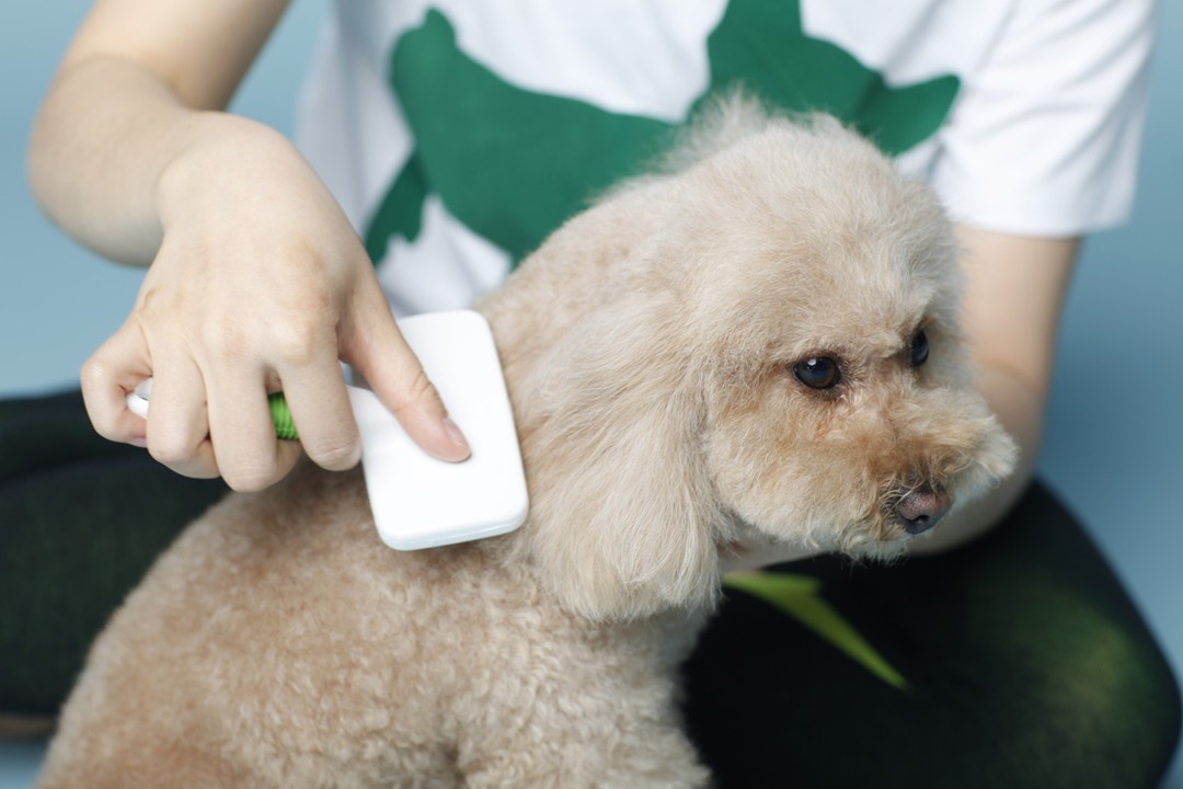 怎样自己给狗狗调配沐浴露,怎么给小狗狗选沐浴露