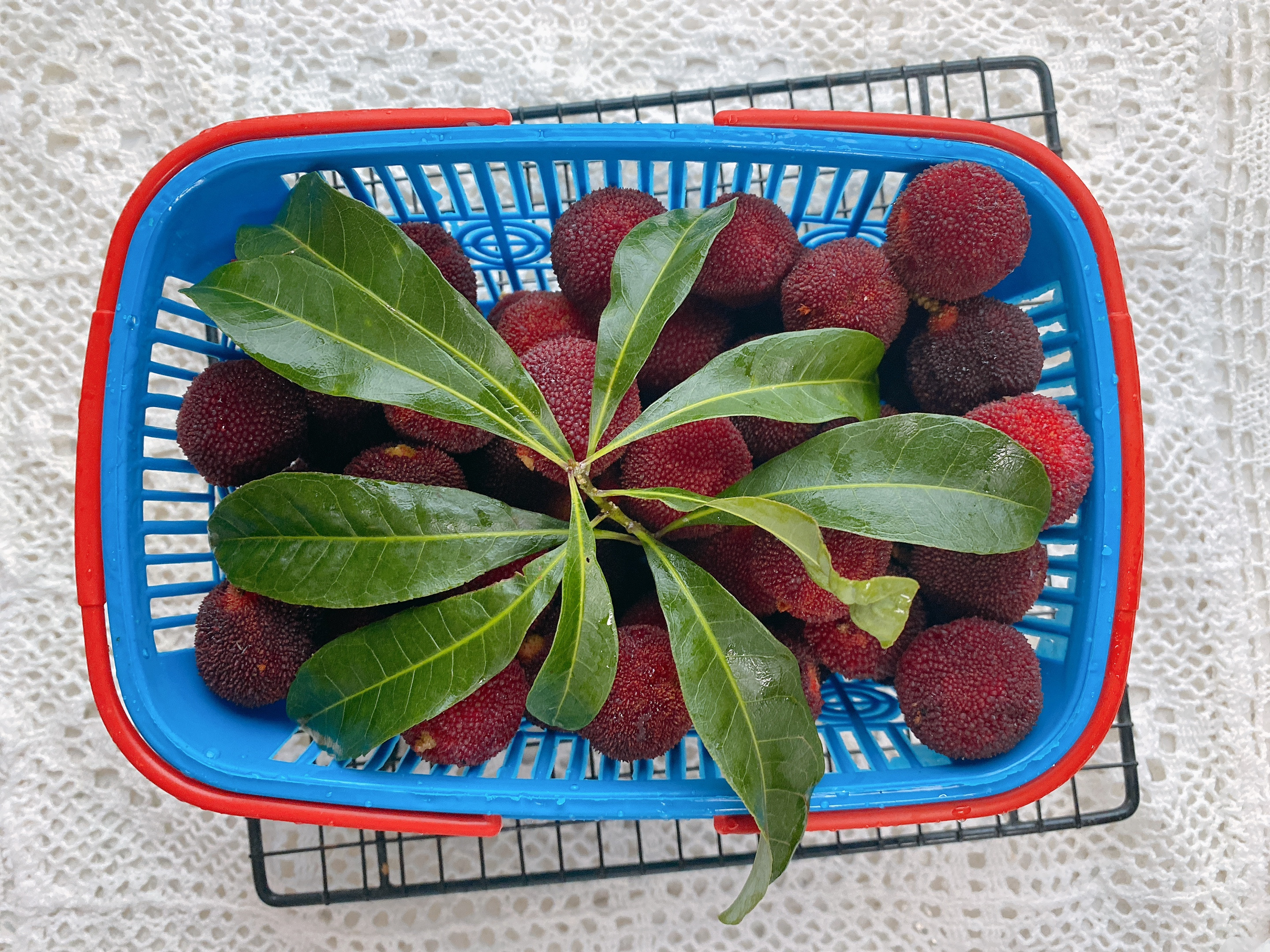 用来泡美味的杨梅酒,下雨天如何泡杨梅酒好呢