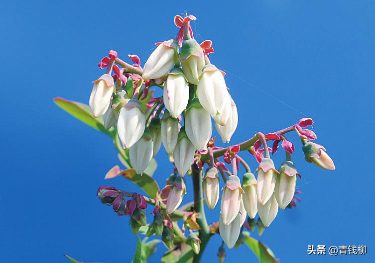 兔眼蓝莓和薄雾蓝莓能一起授粉么,兔眼绿宝石蓝莓陕西渭南能种植吗