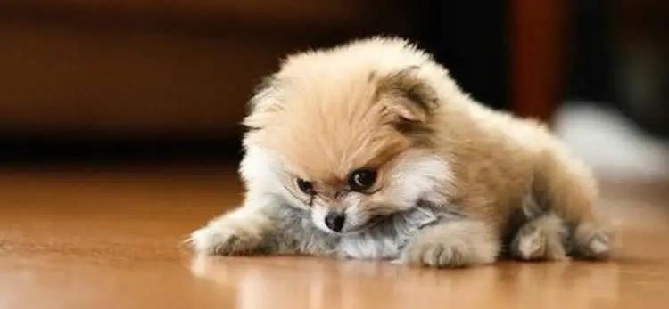 狗的应激反应不可忽视,常见狗的各种发病症状