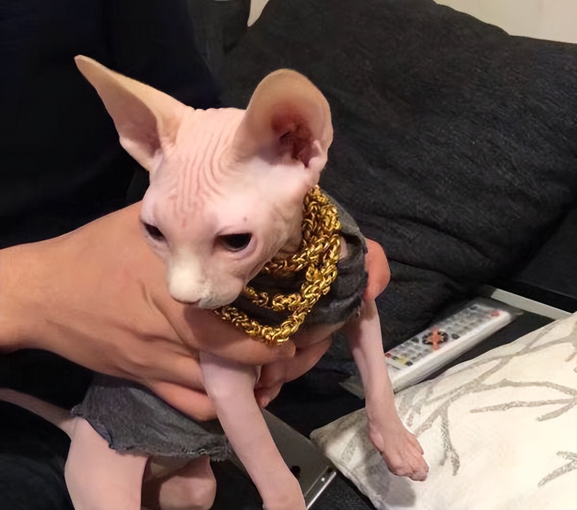 哪种猫最通人性好看又好养,猫界中最通人性的几种猫你养了吗