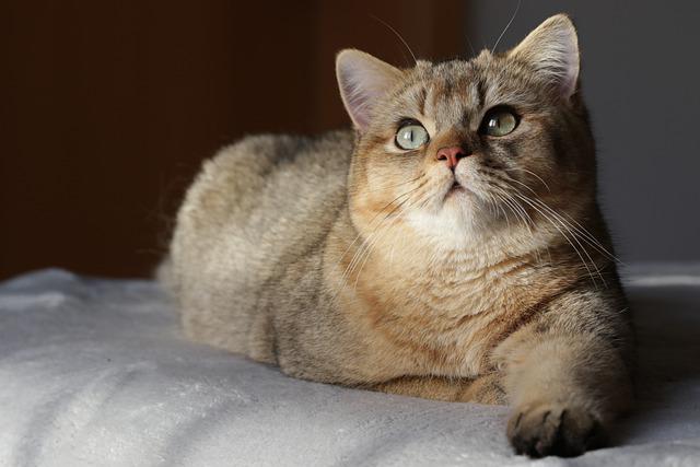 猫猫毛发怎么样才是好的,你们家的猫猫剃毛是什么样子