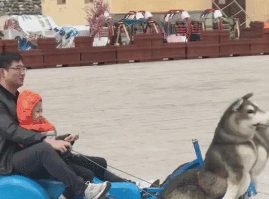 狗界五虎上将,盘点狗界6大“粘人精”