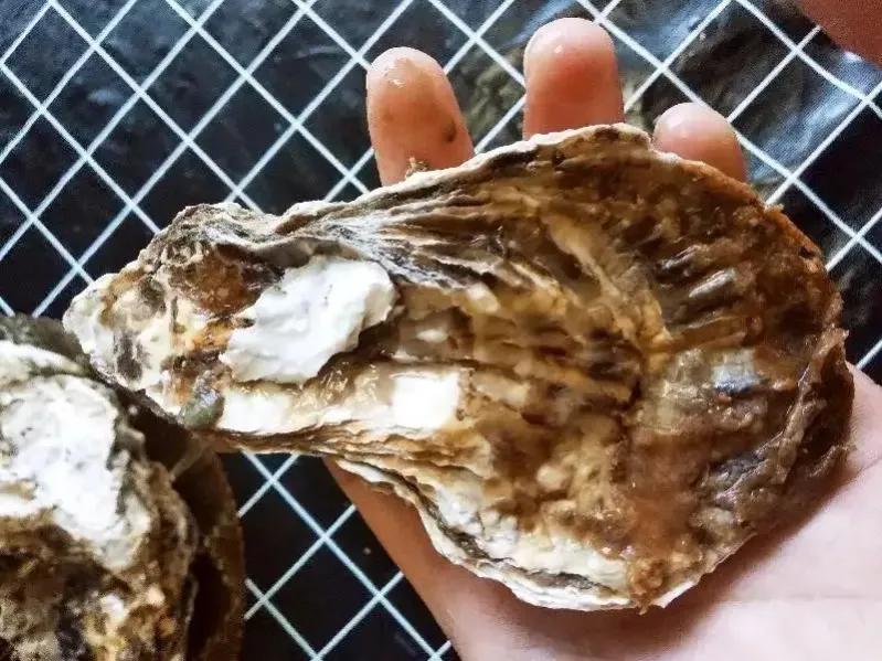 北方沿海城市海鲜便宜,吃海鲜不要错过的城市