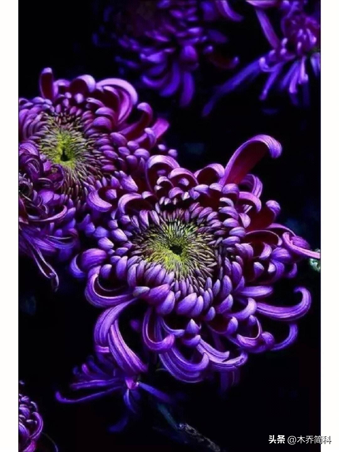 民俗文化中菊花的象征意义,菊在古代的象征意义和品质