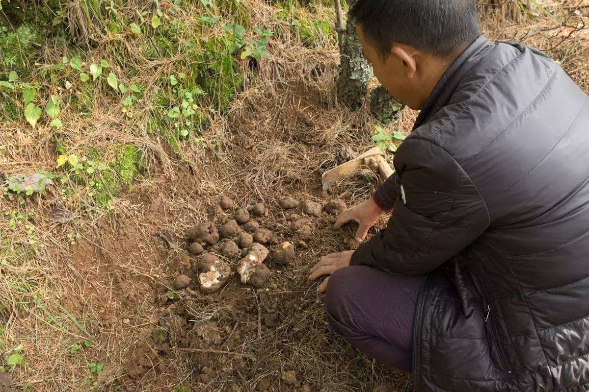 1人1猪搜寻深山里的“黑球球”，国外当宝国内喂猪，一公斤卖1500