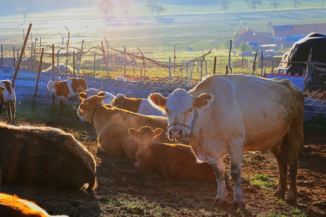乡村振兴工作队员补贴广西,国家级乡村振兴产业园补贴政策
