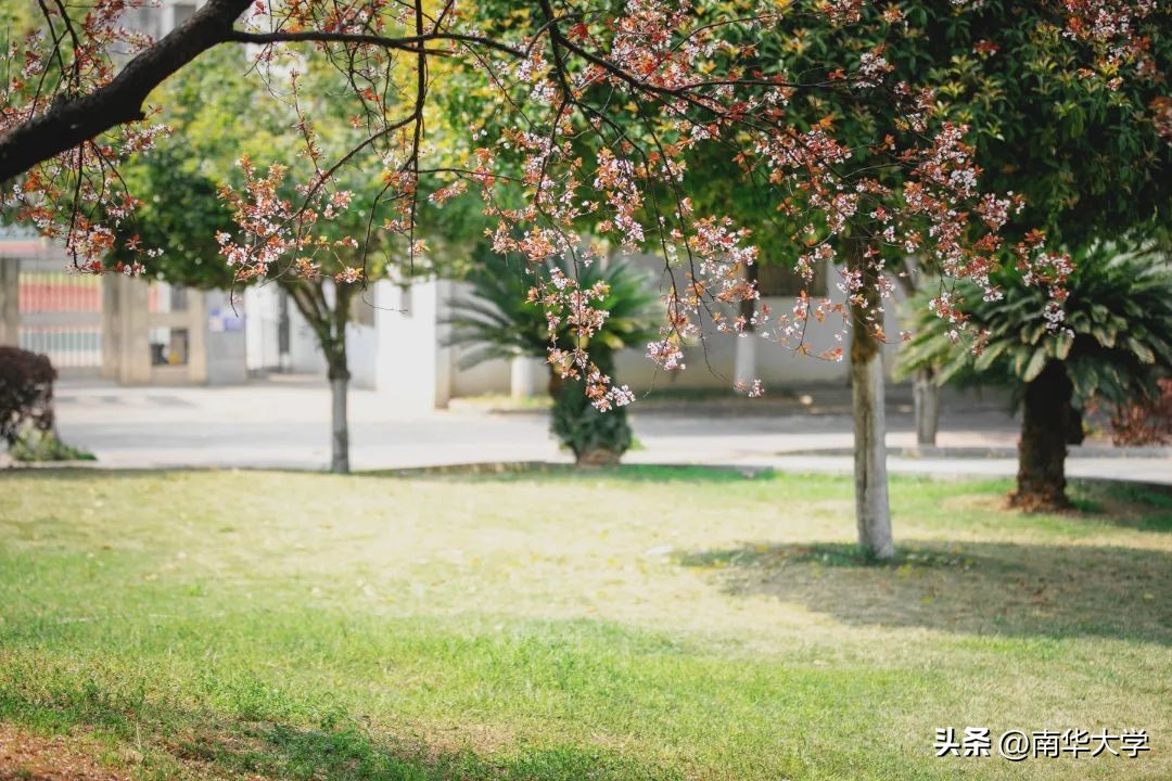 南华大学校花全集,校花南华大学