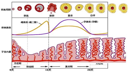怕ta不来，又怕ta乱来！女生关于月经那点事儿