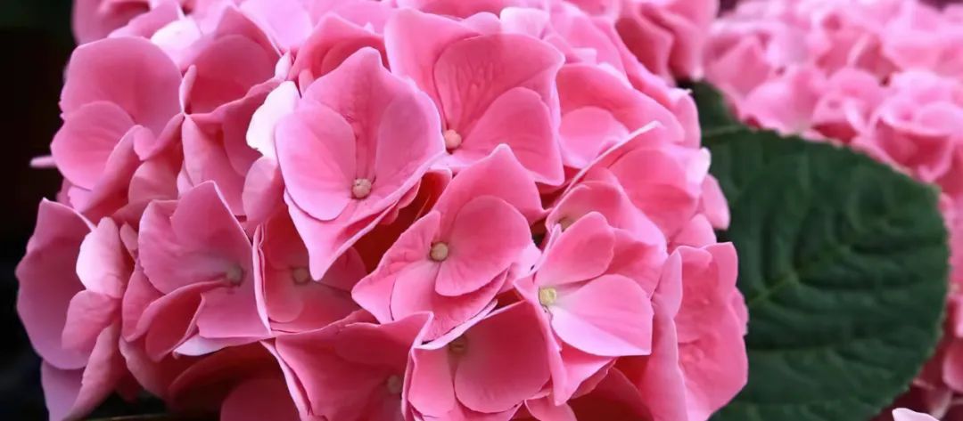 身边一抹蓝,最美蓝色绣球