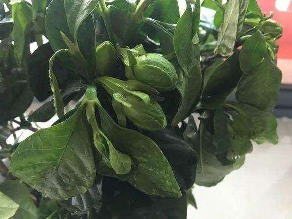 栀子花一天就开了很多,栀子花一天就黄了