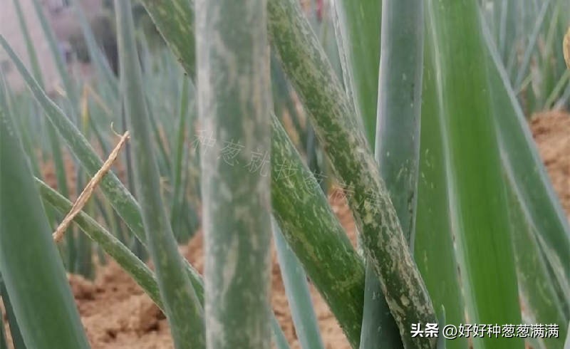 大葱上有小虫子怎么办,大葱有葱虫怎么办