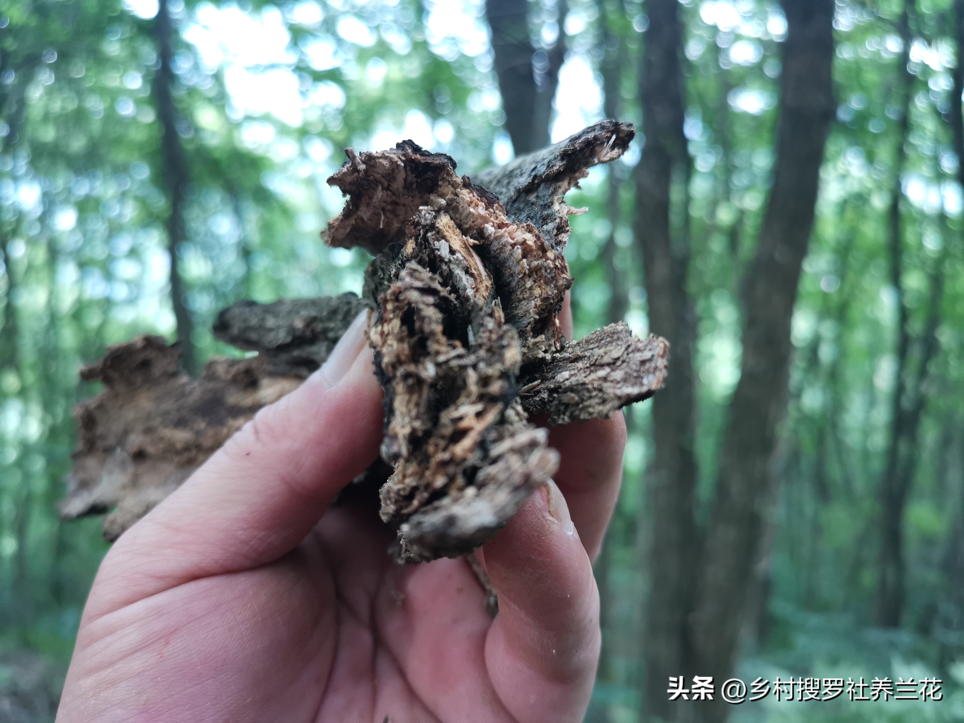 新手兰花不开花怎么办,新手养兰花不能做的事