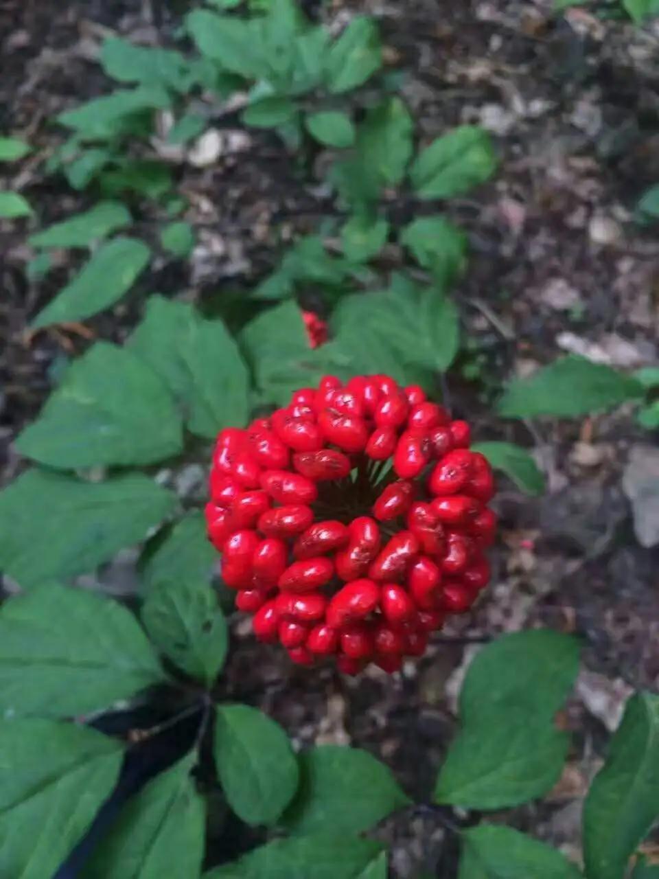 园参鲜人参多少钱一斤,园参林下参野人参哪个好