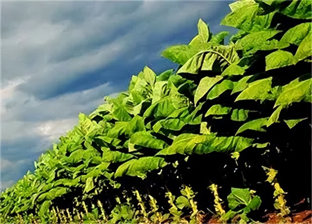 草烟的好处,草烟坏处