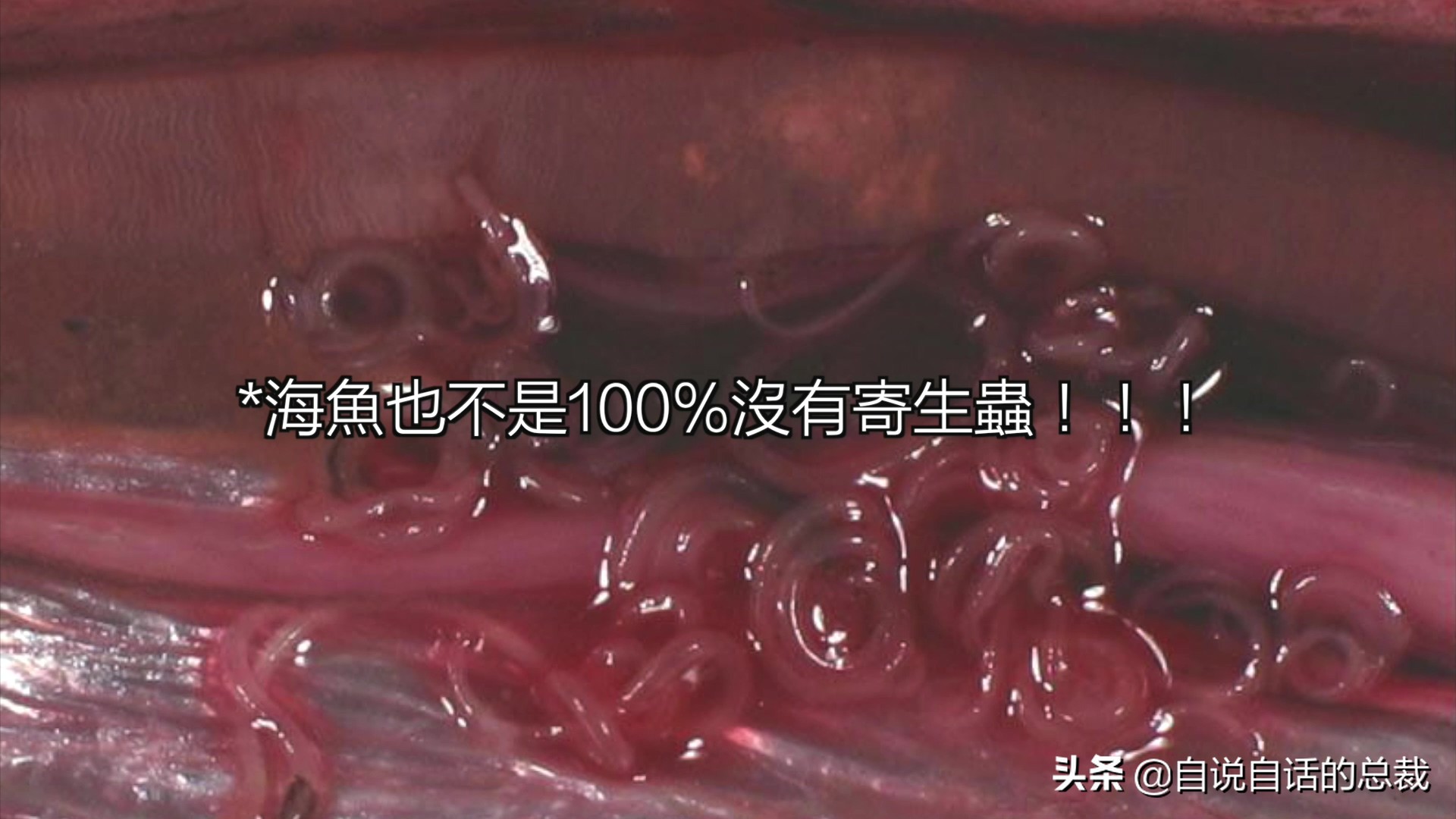 国内的假三文鱼是什么鱼,哪种才是真正的三文鱼