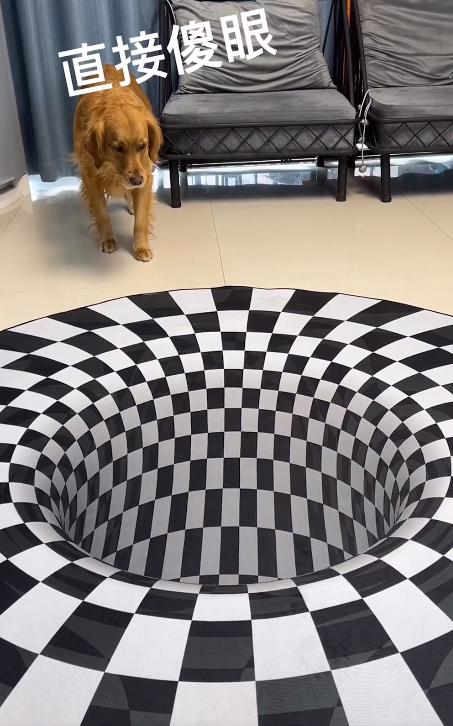 驴得水小朋友是智障猫吗,全网公认的智障猫怕水