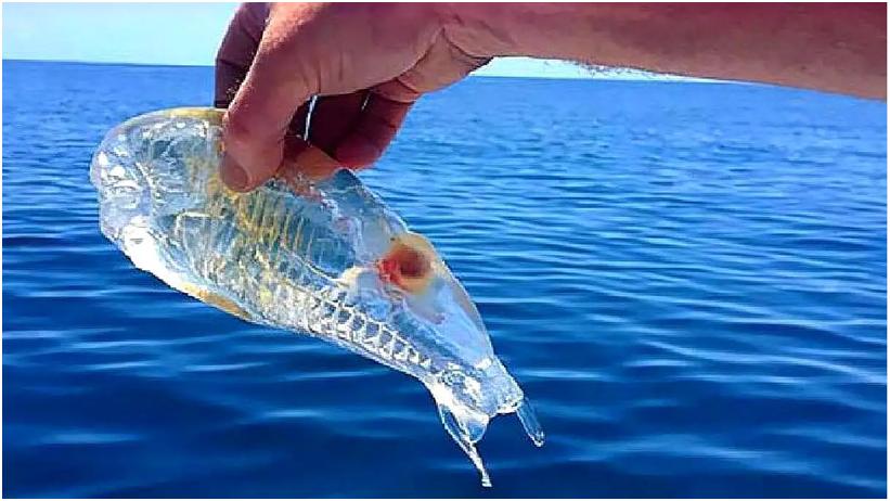 2012年发现的南极深海怪鱼,惊现深海恐怖怪鱼