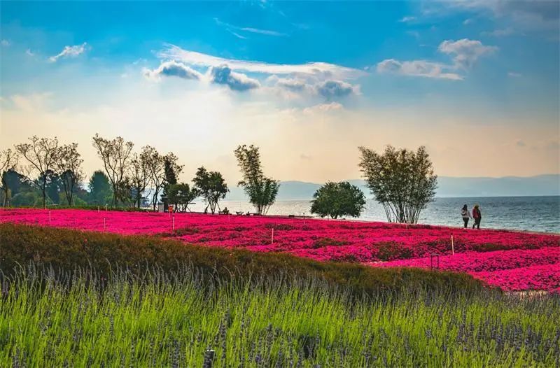 澄江花海美景,云南各种争奇斗艳的花海