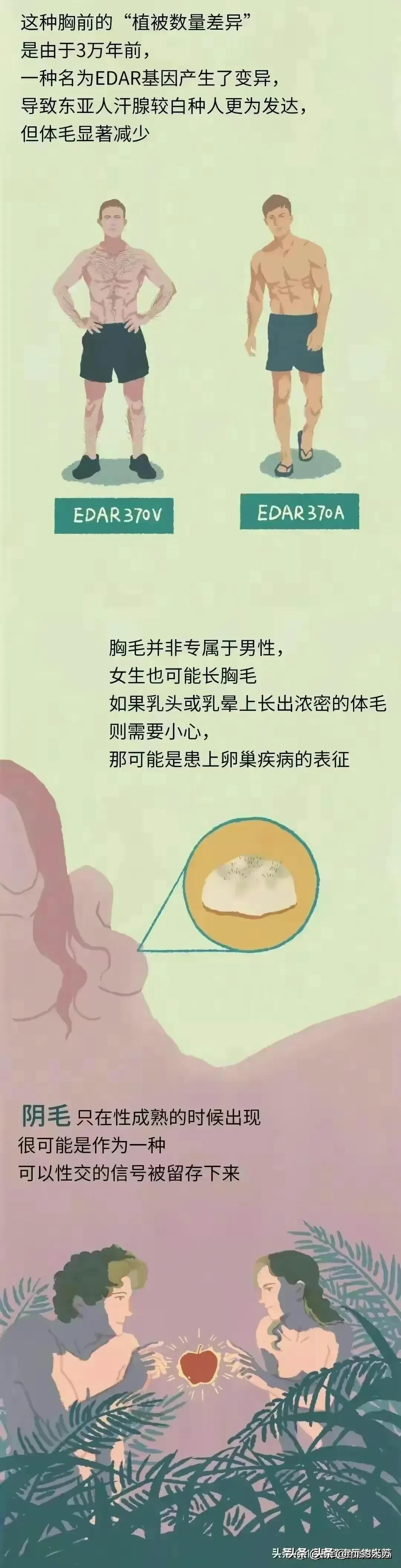 人类为何没有浓密的体毛,人类的体毛作用