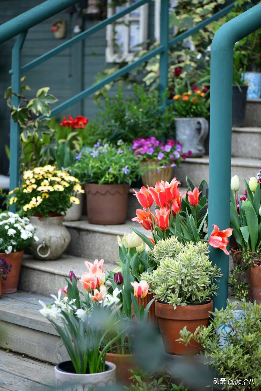 盘点今年河马花园里最美的几款郁金香|园丁